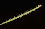 Centipede grass